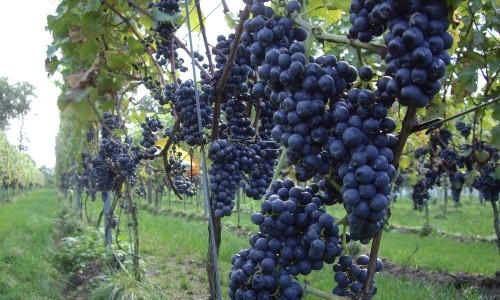 Een weekje weg in Piemonte Een weekje weg in Piemonte